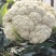 白面青梗松花菜【松花菜】基地直供电商平台批发市场超市