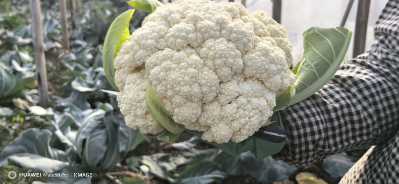 白面青梗松花菜【松花菜】基地直供电商平台批发市场超市