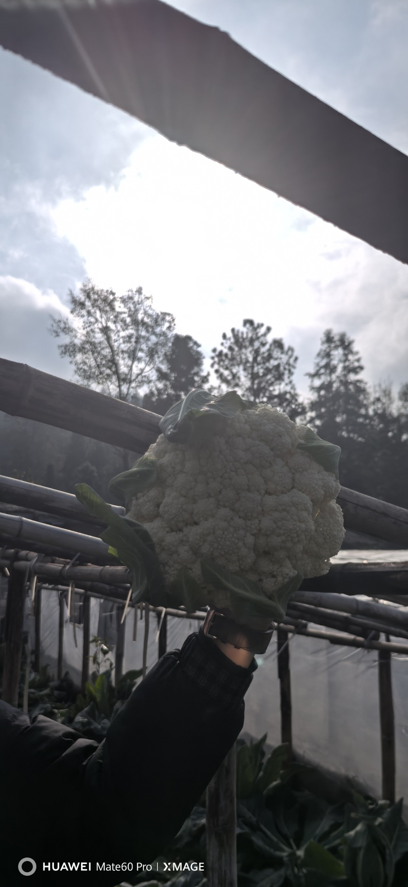 白面青梗松花菜【松花菜】基地直供电商平台批发市场超市