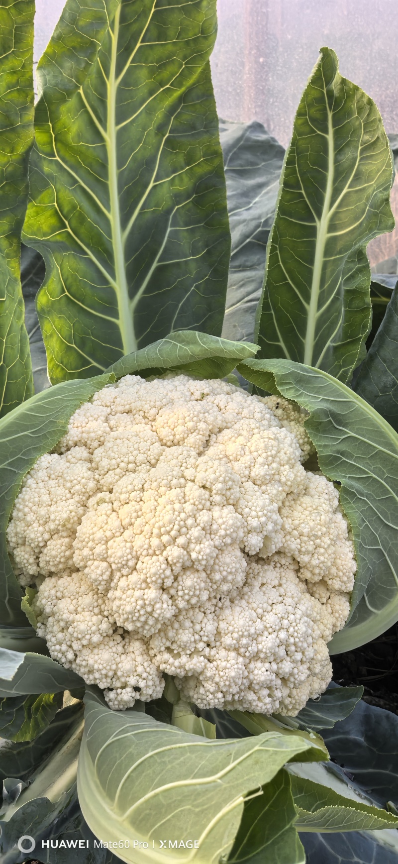 白面青梗松花菜【松花菜】基地直供电商平台批发市场超市