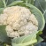 白面青梗松花菜【松花菜】基地直供电商平台批发市场超市