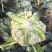 白面青梗松花菜【松花菜】基地直供电商平台批发市场超市