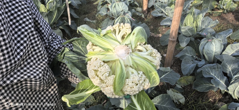 白面青梗松花菜【松花菜】基地直供电商平台批发市场超市
