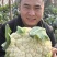 白面青梗松花菜【松花菜】基地直供电商平台批发市场超市