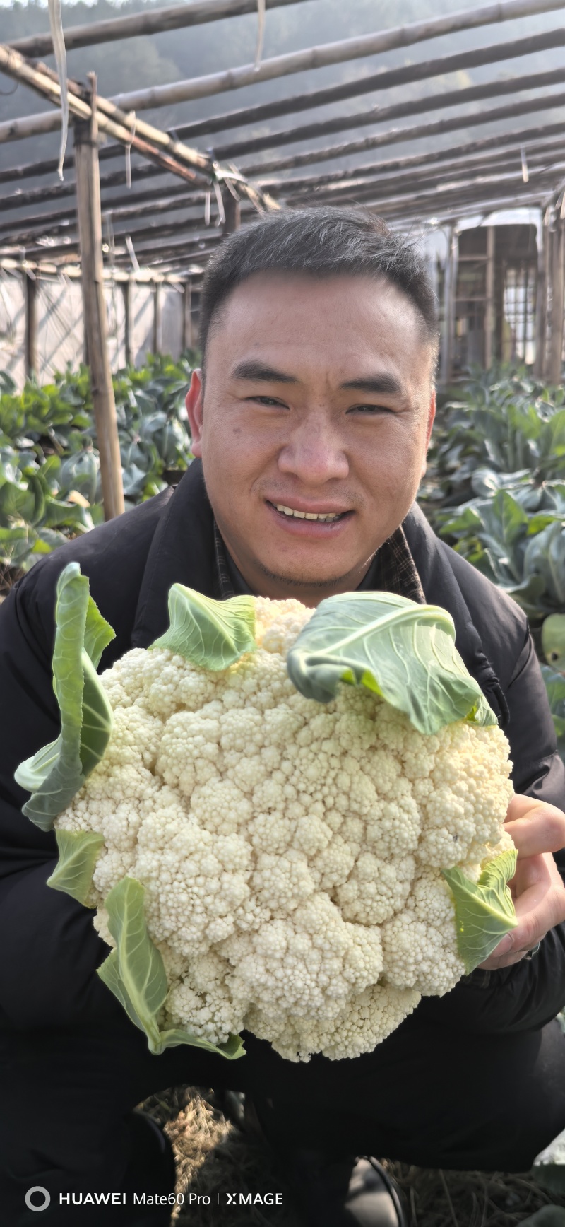 白面青梗松花菜【松花菜】基地直供电商平台批发市场超市