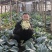 白面青梗松花菜【松花菜】基地直供电商平台批发市场超市