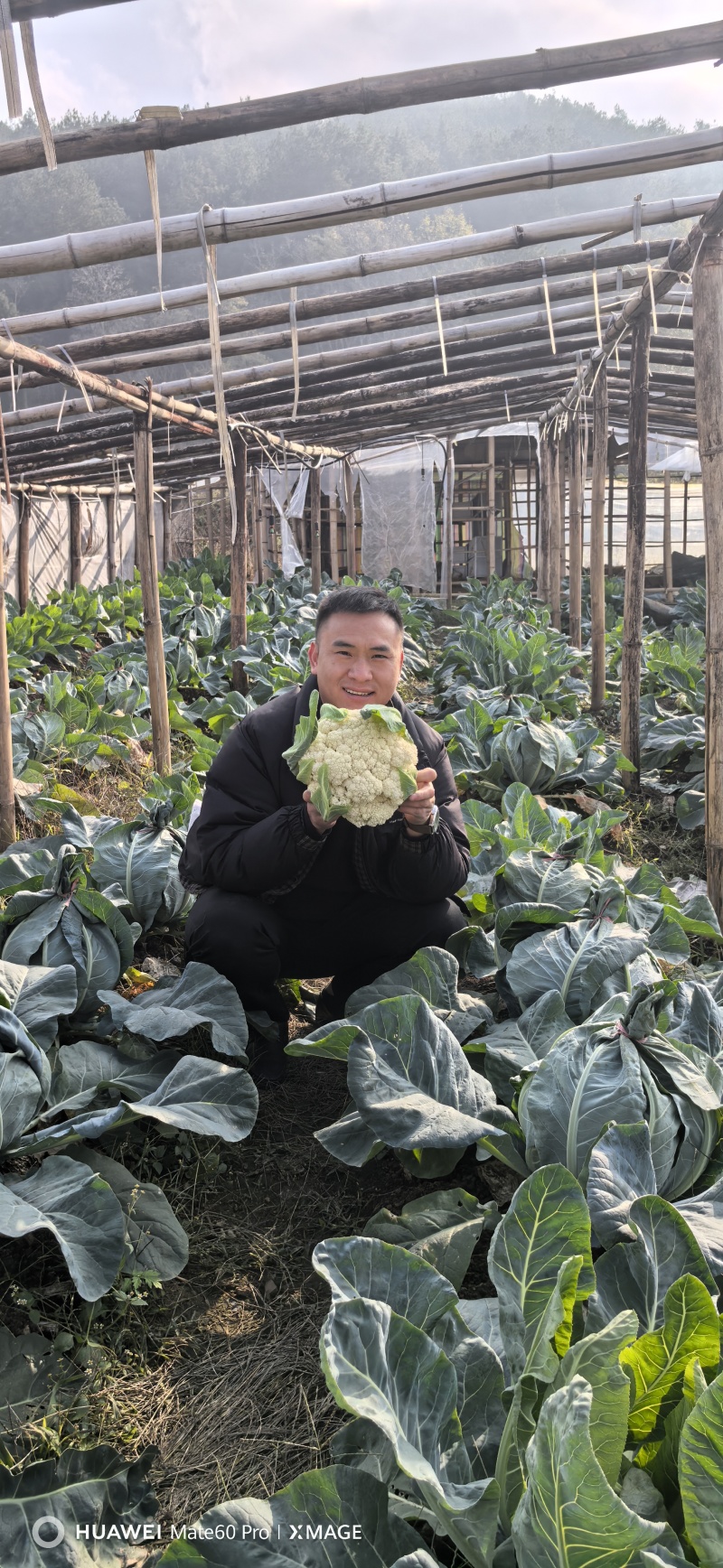 白面青梗松花菜【松花菜】基地直供电商平台批发市场超市