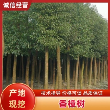 【精选】精品香樟现挖现发品质保证价格面议视频看货