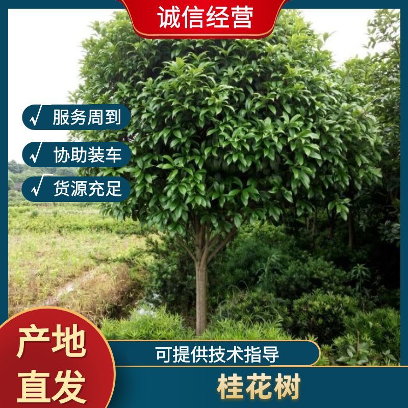 【品质保证】湖北襄阳精品桂花树自产自销成活率高
