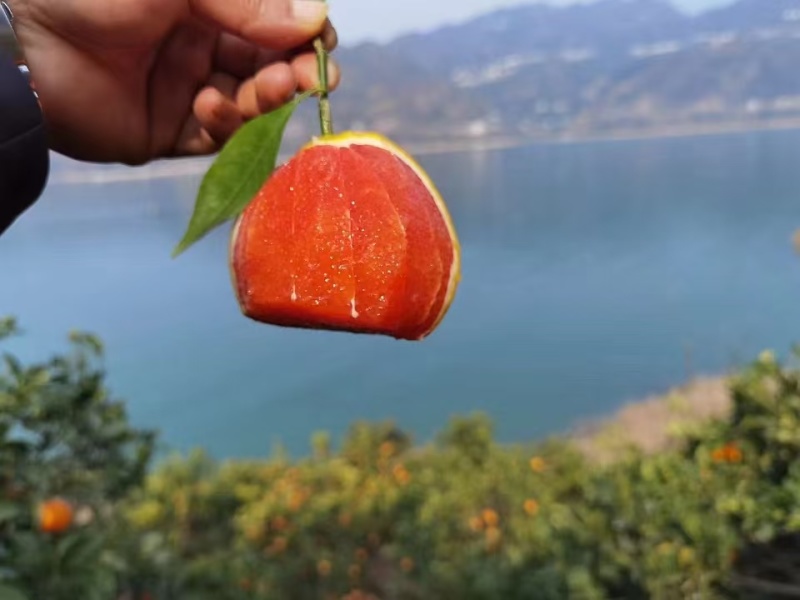 湖北纽荷尔脐橙