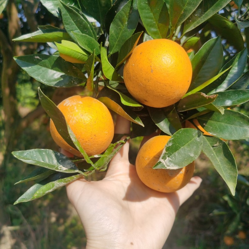 湖北纽荷尔脐橙