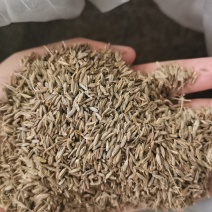 新疆孜然颗粒饱满孜然烧烤撒料干净无杂质大货对接可谈