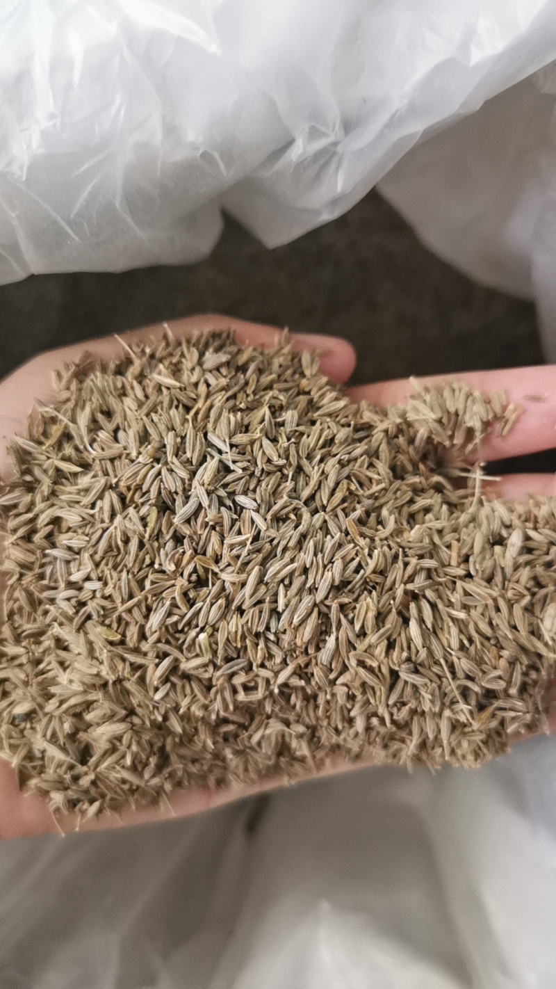新疆孜然颗粒饱满孜然烧烤撒料干净无杂质大货对接可谈