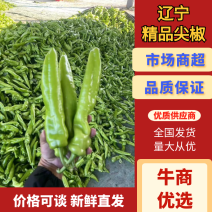 辽宁精品尖椒，大量上市，产地直发量大从优欢迎来电咨询