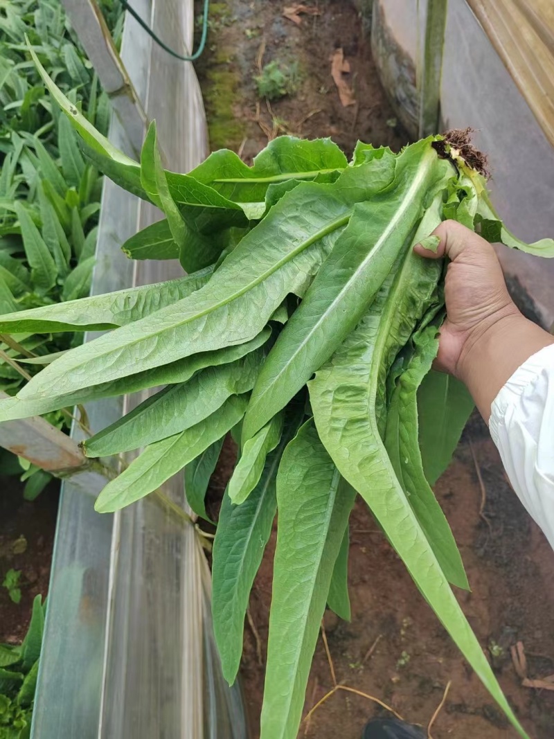 精品油麦菜，品质保证，价格优惠，实力精选，诚信合作
