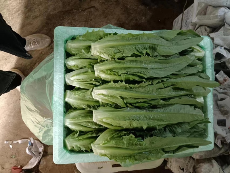精品油麦菜，品质保证，价格优惠，实力精选，诚信合作