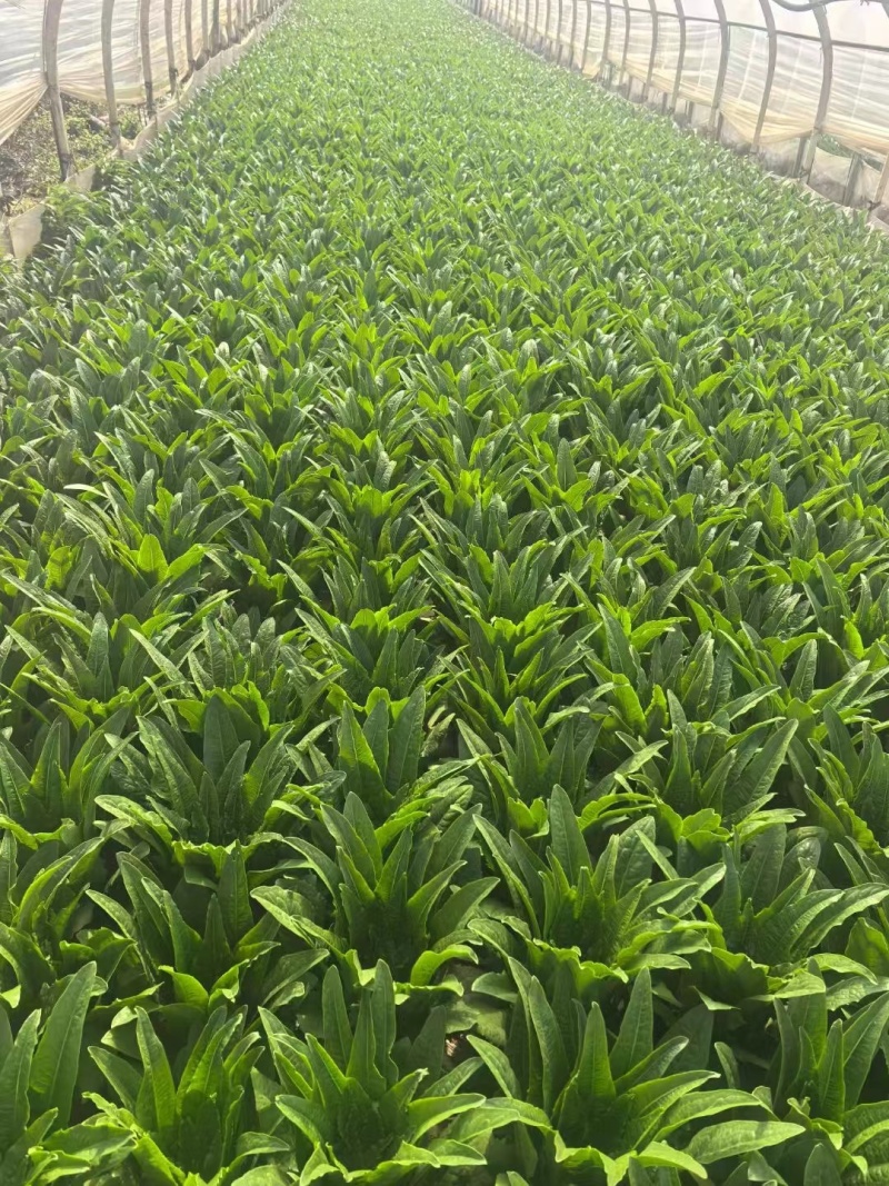 精品油麦菜，品质保证，价格优惠，实力精选，诚信合作