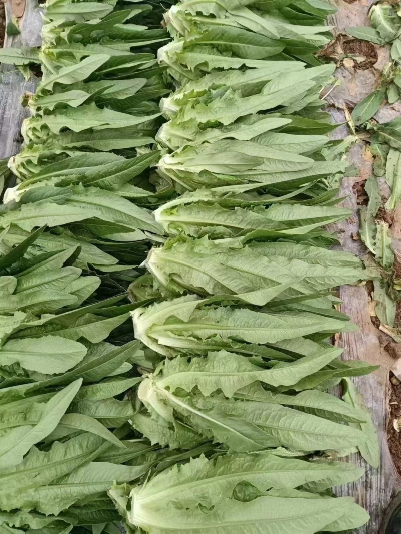 精品油麦菜，品质保证，价格优惠，实力精选，诚信合作