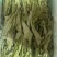 精品油麦菜，品质保证，价格优惠，实力精选，诚信合作