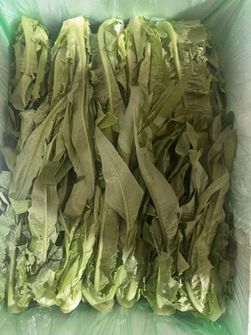 精品油麦菜，品质保证，价格优惠，实力精选，诚信合作