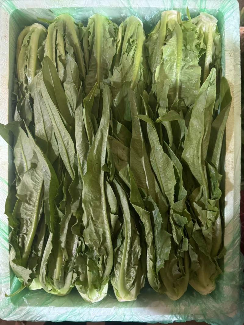 精品油麦菜，品质保证，价格优惠，实力精选，诚信合作