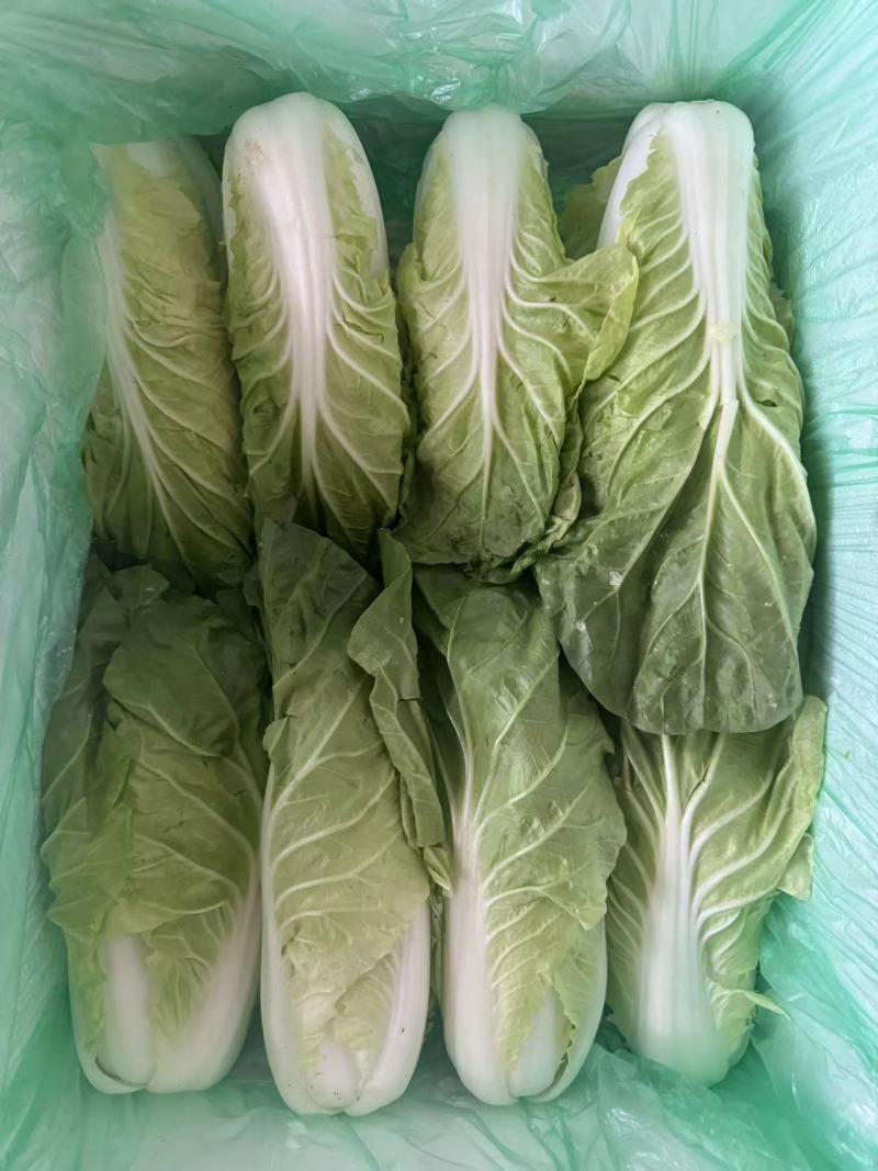 精品黄心白菜，品质保证，价格优惠，产地直发，专业团队