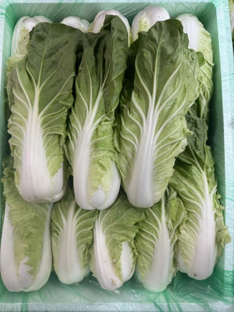 精品黄心白菜，品质保证，价格优惠，产地直发，专业团队