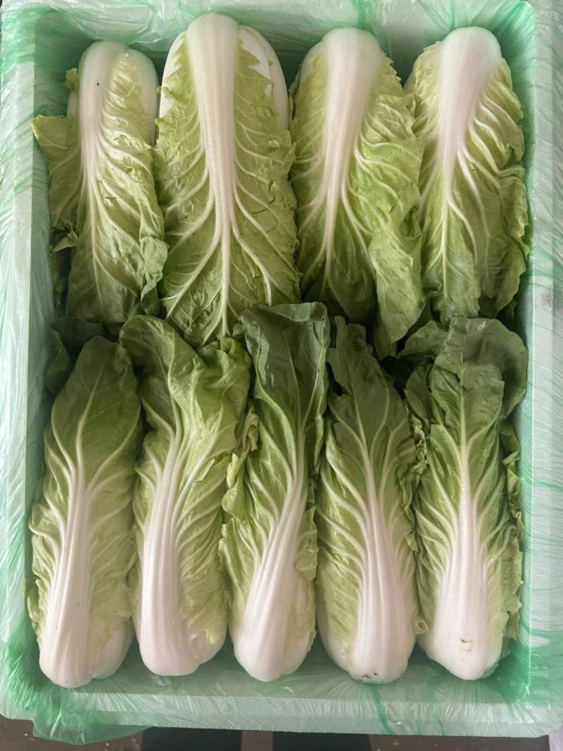 精品黄心白菜，品质保证，价格优惠，产地直发，专业团队