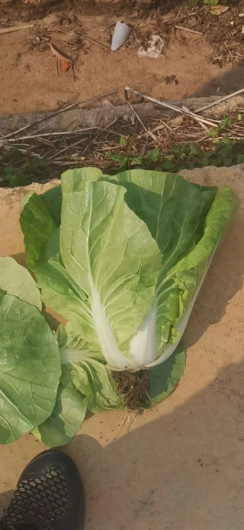 精品黄心白菜，品质保证，价格优惠，产地直发，专业团队