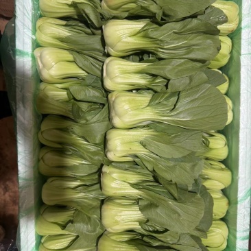 上海青，精品质量，品质保证，价格优惠，实力精选，诚信第一