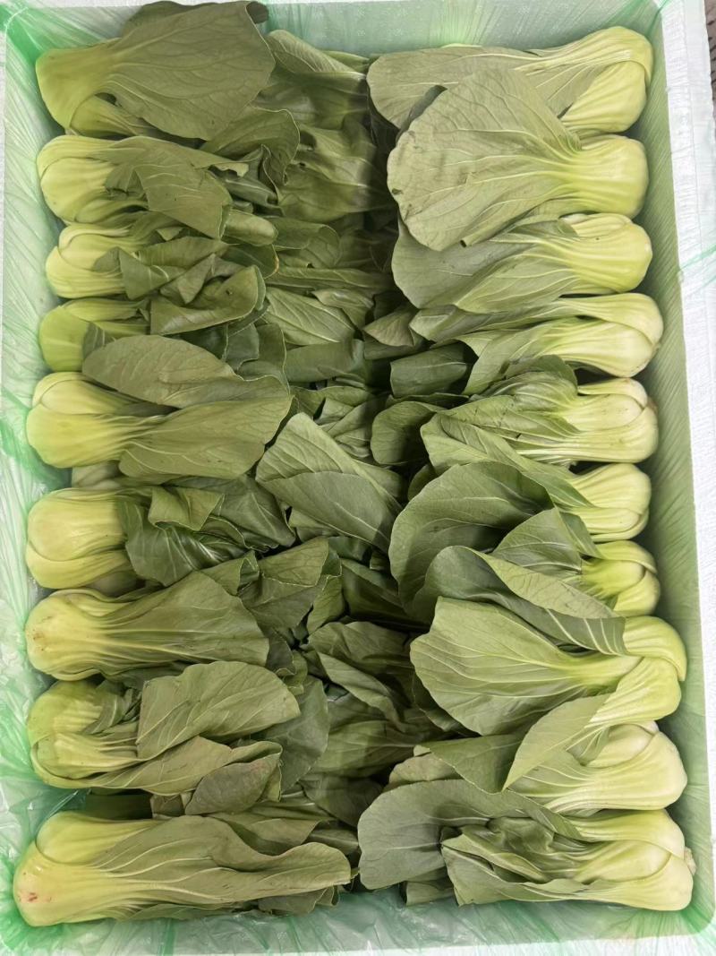 上海青，精品质量，品质保证，价格优惠，实力精选，诚信第一