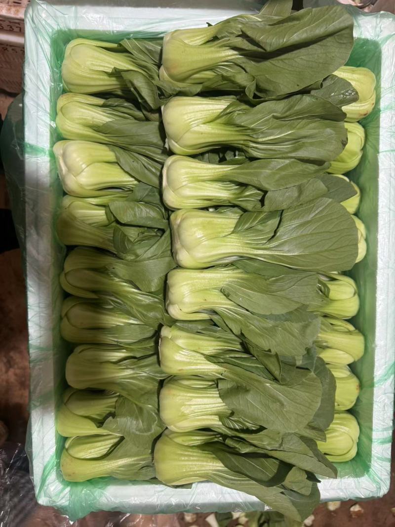 上海青，精品质量，品质保证，价格优惠，实力精选，诚信第一
