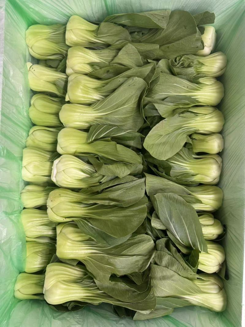 上海青，精品质量，品质保证，价格优惠，实力精选，诚信第一