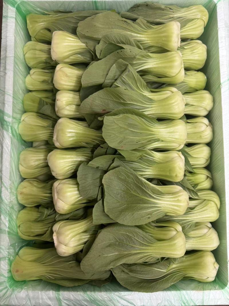 上海青，精品质量，品质保证，价格优惠，实力精选，诚信第一