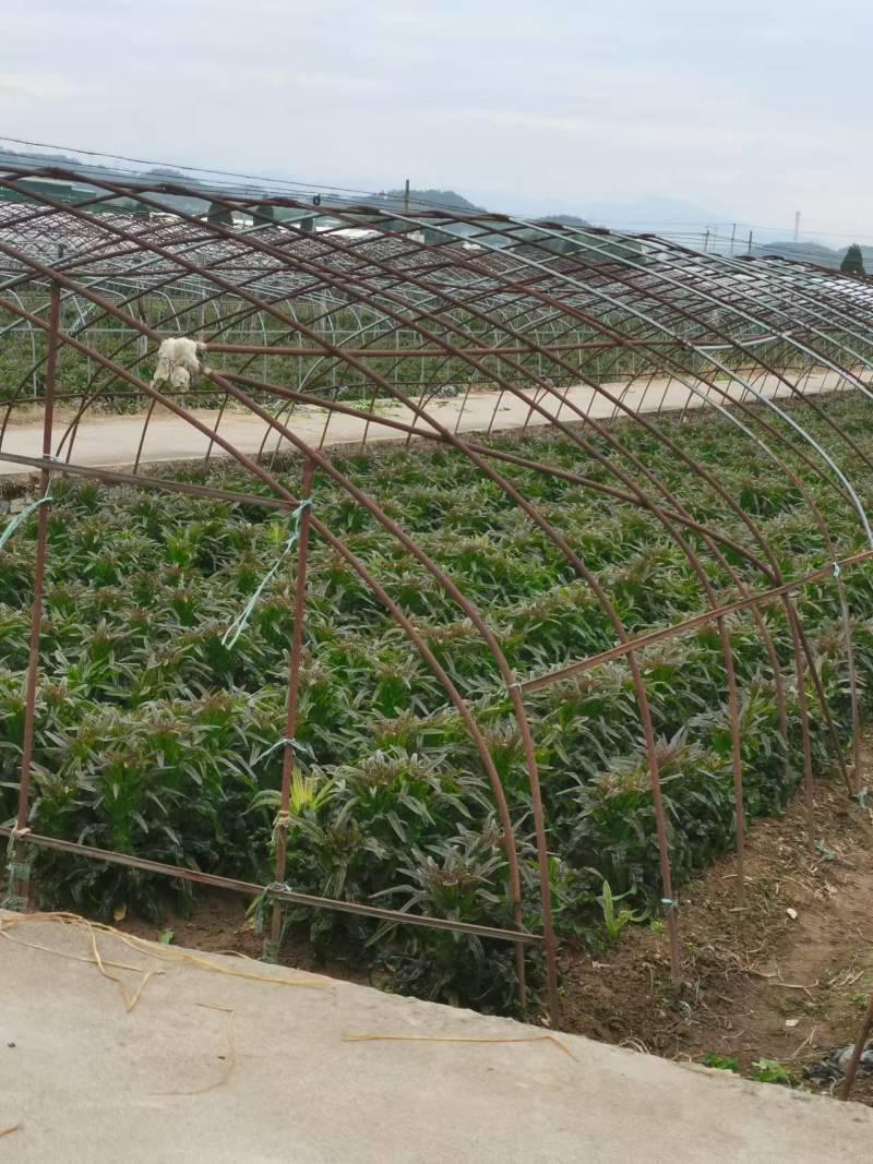 莴苣大量上市，基地代办！