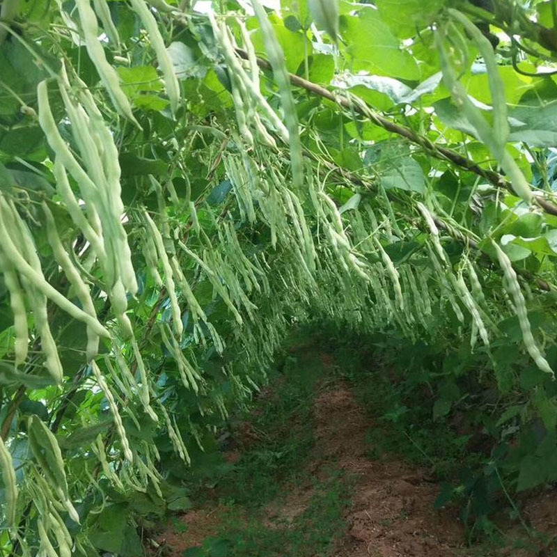 架豆王豆角种子