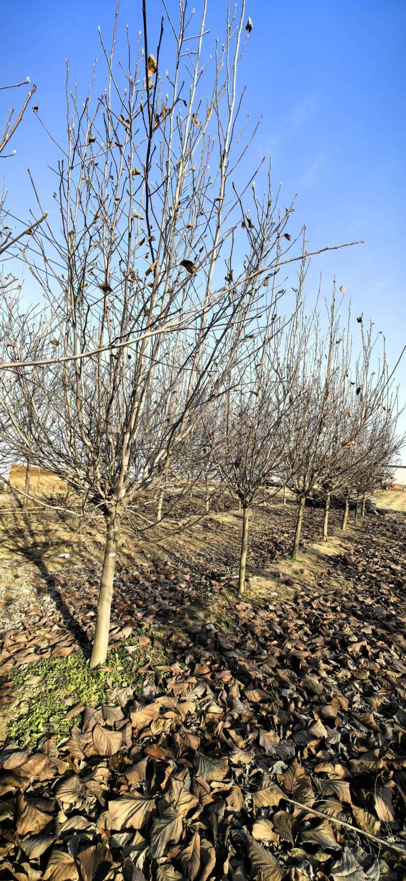 精品玉兰南阳锦绣苗木基地直供欢迎全国客户订购