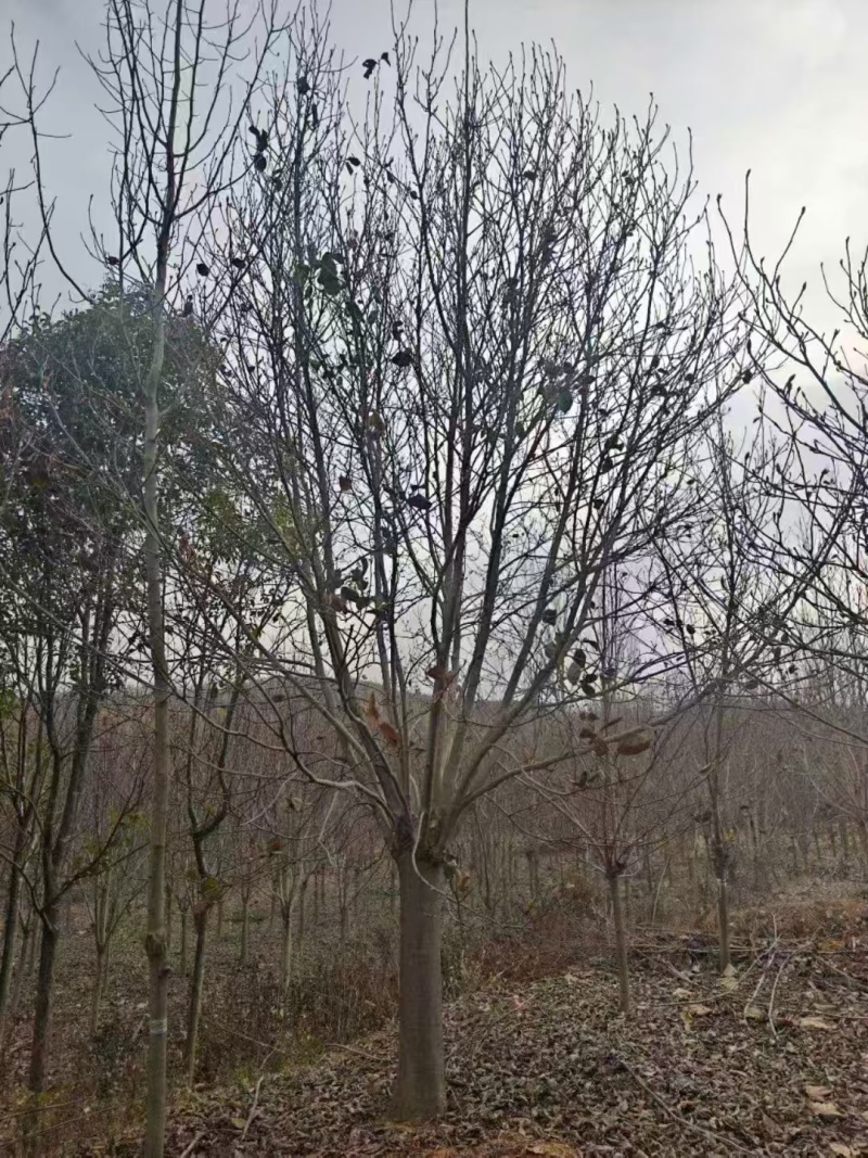 精品玉兰南阳锦绣苗木基地直供欢迎全国客户订购