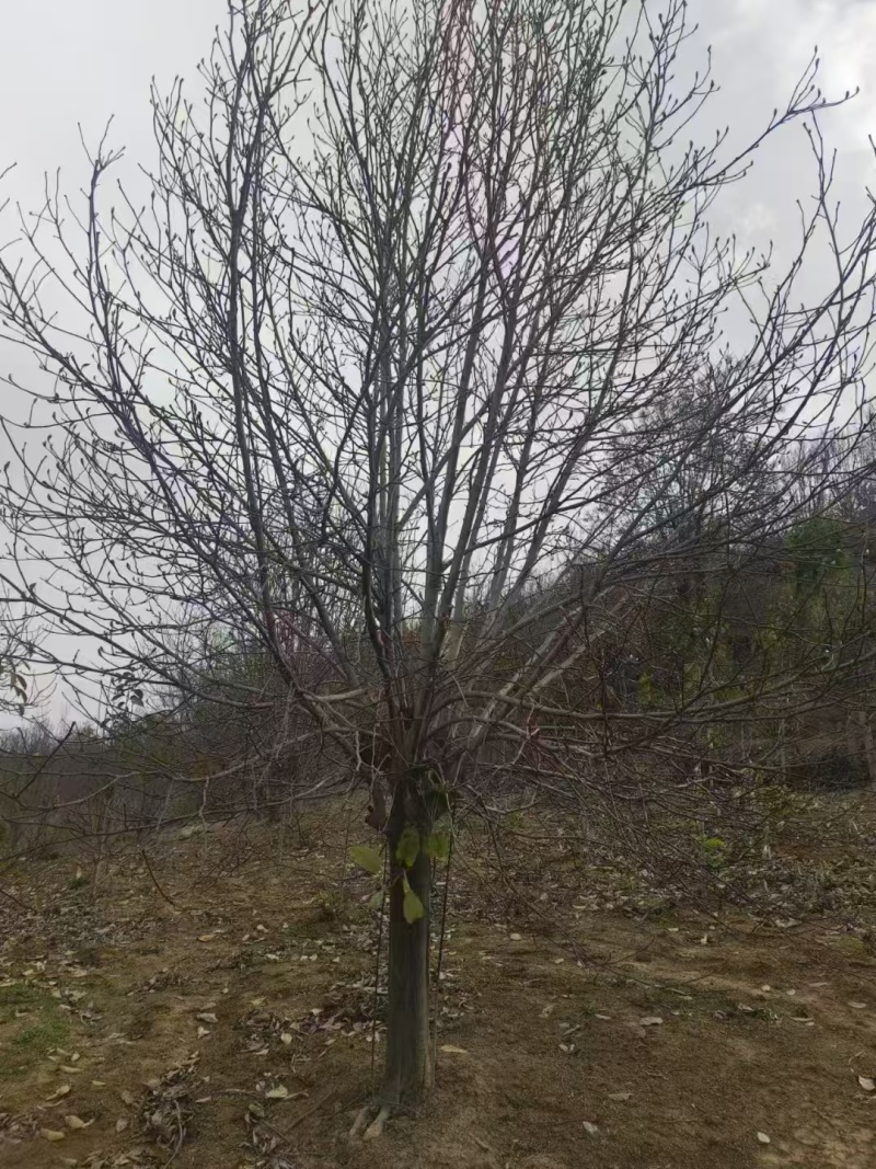 精品玉兰南阳锦绣苗木基地直供欢迎全国客户订购