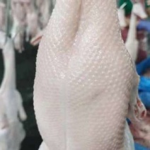 白条鸭全国有货量大按照要求提供包装泡沫箱空运冷链物流