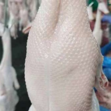 白条鸭全国有货量大按照要求提供包装泡沫箱空运冷链物流