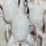 白条鸭全国有货量大按照要求提供包装泡沫箱空运冷链物流