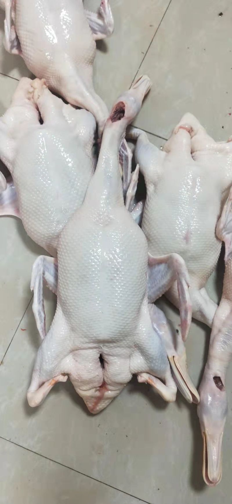 白条鸭全国有货量大按照要求提供包装泡沫箱空运冷链物流