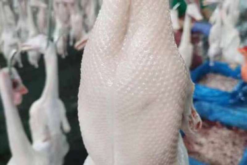 白条鸭全国有货量大按照要求提供包装泡沫箱空运冷链物流