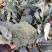 【诚信经营】美青西兰花-规格齐全-量大价格优惠-可视频看