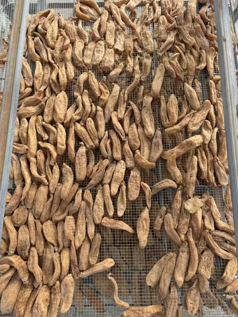 大别山金寨乌红天麻果无硫全干北纬31度深山珍贵药材