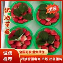 安徽奶油草莓加工果对接加工厂量大价优可视频看货