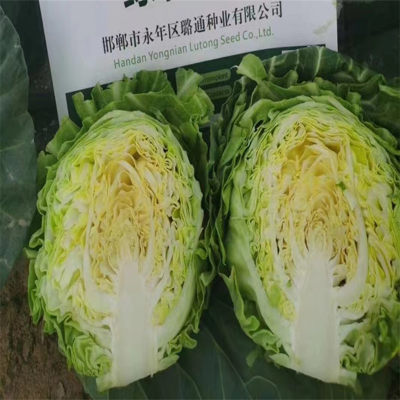 喧美甘蓝种子黄芯甜脆耐裂甘蓝早熟杂交春甘蓝暄菜松软