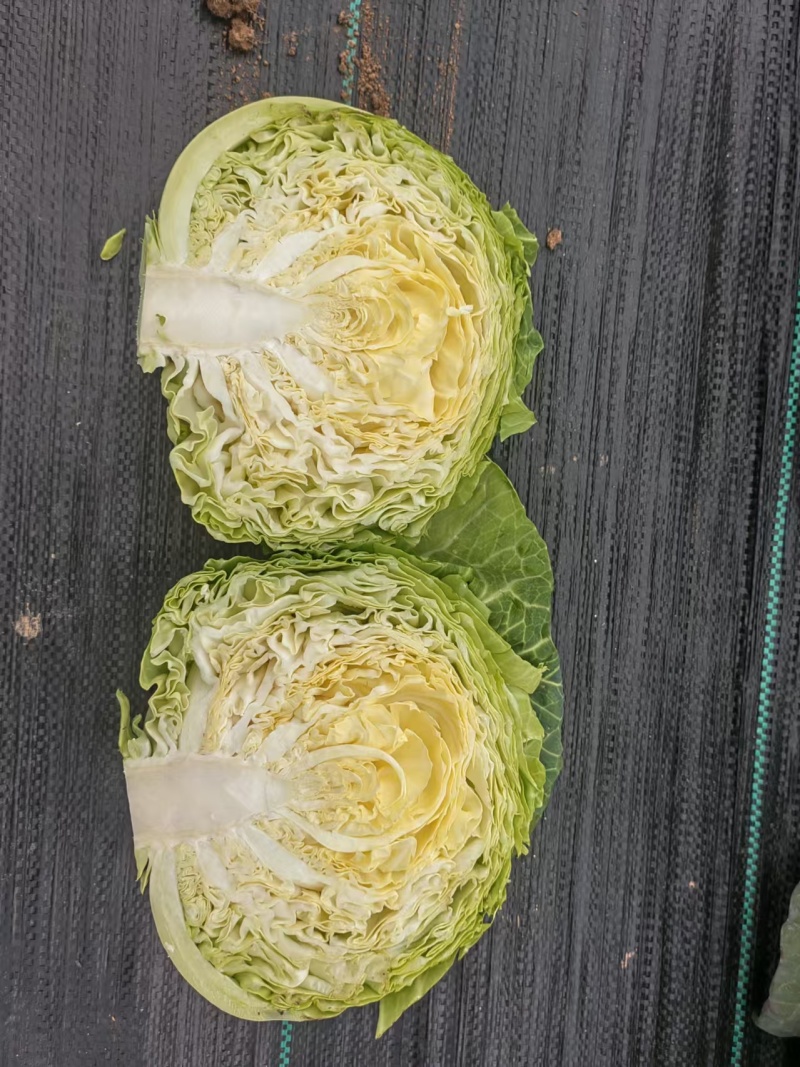 喧美甘蓝种子黄芯甜脆耐裂甘蓝早熟杂交春甘蓝暄菜松软
