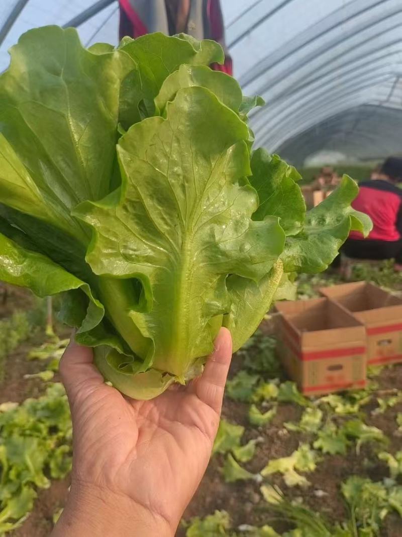 精品生菜，现摘现发，产地直发货源充足，品质保证